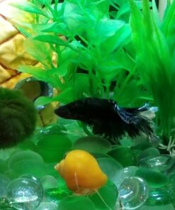 Golden Mystery Snail - 1/2"-2" - Algae Eater for Aquariums 52 61FvLQcaRSL