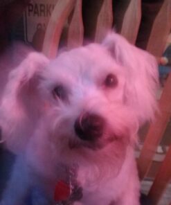 Advantage II Medium Dog Vet-Recommended Flea Treatment & Prevention | Dogs 11-20 lbs. | 4-Month Supply 4-Pack 22 61Fx9kqegL