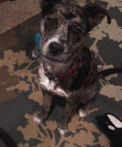 Grannick's Bitter Apple for Dogs Spray Bottle, 16 Ounces, Golds & Yellows (1116AT) 16 Ounces (Pack of 1) 38 61G5TWFqIFL