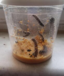 5 Live Caterpillars Shipped Now- Butterfly Kit Refill 41 61GHYrYAPsL