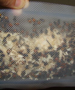 300 Live Ladybugs - Good Bugs - Ladybugs - Guaranteed Live Delivery! 39 61GMUwN 5xL