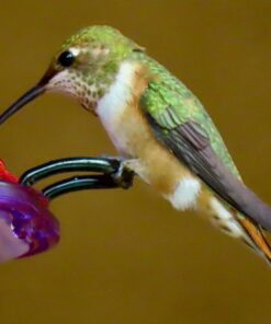 Kaytee Hummingbird ElectroNectar Wild Bird Food, Ready to Use, 64 Ounces 64 oz Ready To Use 35 61GZUoZ1TqL