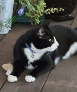 SmartyKat (3 Count) Skitter Critters Catnip Cat Toys - Gray/Cream, 3 Count Set of 3 Skitter Critter Mouse 34 61GhbvIuaXL