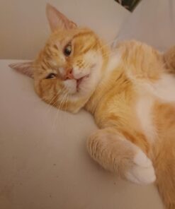 Hill's Science Diet Adult Chicken Recipe Dry Cat Food, 7 lbs., Bag 31 61Gi2k0AwtL