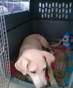 Petmate Sky Kennel Pet Carrier, 36 Inch, Made in USA 36.0"L x 25.0"W x 27.0"H 65 61GoR4C29JL