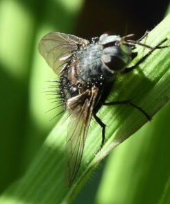 Nikon D500 DX-Format Digital SLR with 16-80mm ED VR Lens Black 55 61GupcaDt4L