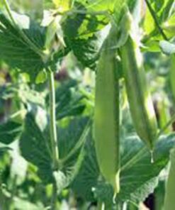 Pea Seed, Sugar Daddy Snap Pea, Heirloom, Non GMO, 20 Seeds, Perfect Peas, Country Creek Acres 16 61H29CU4LKL