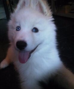 Mr. Peanut's Grooming Glove Brush and Deshedding Aid - Pet Hair Remover Mitt - for Long and Short Hair Grooming of Dogs, Horses, Bunnies and Some Agreeable Cats 38 61H4oBiOt9L