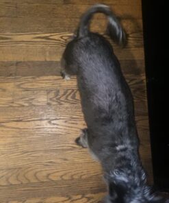 Veterinary Formula Clinical Care Antiparasitic & Antiseborrheic Medicated Dog Shampoo, 16 oz – Paraben, Dye, Soap Free – Hydrating and Antifungal Shampoo for Dogs, White 51 61H63yBLYZL