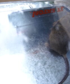 JT Eaton 421CL Repeater Multiple Catch Mouse Trap with Clear Inspection Window 21 61HBHa83CDL