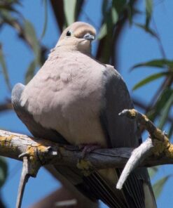 Nikon D500 DX-Format Digital SLR (Body Only), Base 105 61HJPuzJXEL