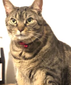 Purina Fancy Feast Grilled Wet Cat Food Seafood Collection in Wet Cat Food Variety Pack - (24) 3 oz. Cans Seafood Variety Pack - 24 Ct. 3 Ounce (Pack of 24) 49 61HNtEPFpL