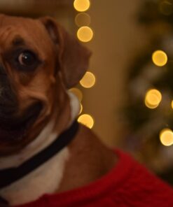 KONG - ZoomGroom - Dog Brush for Grooming and Shampooing - Blue Brush for Large Dogs Standard Packaging 40 61HOI7HzNCL