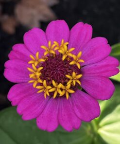 Outsidepride Zinnia Elegans Lilliput Heat & Drought Tolerant Garden Cut Flower Mix - 1000 Seeds Lilliput Mix 62 61HRZS 9TPL