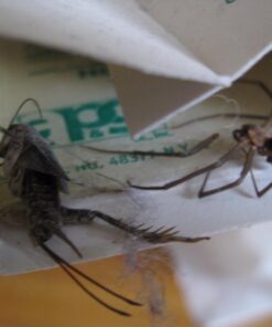 Catchmaster Mouse & Insect Super Glue Traps 30PK, Mouse Traps Indoor for Home, Extra Strength Sticky Pest Control Adhesive Tray for Catching Bugs, Rats & Rodents, Non Toxic Bulk Pre-Baited Glue Boards 47 61HU3mrghL