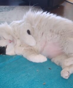 Wysong Uretic - Dry Natural Food for Cats, Chicken, 5 pounds 34 61HVGI0PAkL