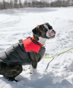 Gooby Padded Vest Dog Jacket - Red, Medium - Warm Zip Up Dog Vest Fleece Jacket with Dual D Ring Leash - Winter Water Resistant Small Dog Sweater - Dog Clothes for Small Dogs Boy and Medium Dogs Medium chest (18.25") 1 28 61HmJBJRTJL