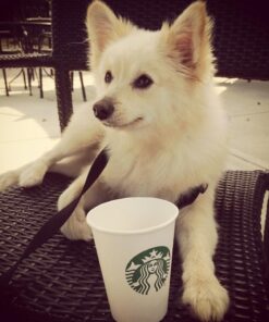 Nutramax Dasuquin with MSM Joint Health Supplement for Small to Medium Dogs - With Glucosamine, MSM, Chondroitin, ASU, Boswellia Serrata Extract, and Green Tea Extract, 150 Chewable Tablets 150 Count (Pack of 1) 34 61I0WdGmHnL