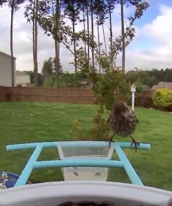 NETVUE Birdfy Lite - Smart Bird Feeder with Camera Solar Powered, Bird Watching Camera Wireless, Auto Capture Bird Videos & Motion Detection, Ideal Gift for Christmas Blue 51 61I7krPkm9L