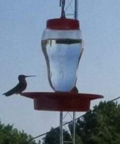 Best-1 Hummingbird Feeder Replacement Bottom Standard 16 61IOBeT9B1L