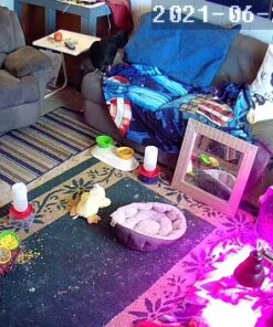 Indoor LED Grow Light Bulbs w/ Clamp Reflector (12W) Efficient Greenhouse Red & Blue Hydroponics Lighting | Produce Healthier Plants, Herbs, Flowers 31 61IQfgCeiNL 1