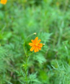 Eden Brothers Southeast Wildflower Mixed Seeds for Planting, 1 lb, 480,000+ Seeds with Cornflower, Blanket Flower | Attracts Pollinators, Plant in Spring or Fall, Zones 3, 4, 5, 6, 7, 8, 9, 10 1 Pound 41 61IUoir3zOL