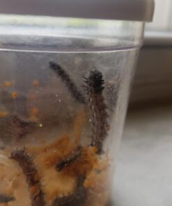 5 Live Caterpillars Shipped Now- Butterfly Kit Refill 42 61IopnHr7JL