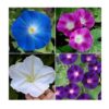 Flower Morning Glory Top of The Morning FBA-7776 (Multi) 50 Non-GMO, Heirloom Seeds 63 61Iu9IsQ3L