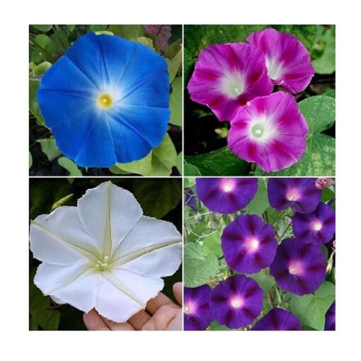 Flower Morning Glory Top of The Morning FBA-7776 (Multi) 50 Non-GMO, Heirloom Seeds