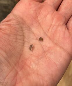 Boshel Dog Nail Clippers and Trimmer with Safety Guard to Avoid Over-Cutting Nails & Free Nail File - Razor Sharp Blades - Sturdy Non Slip Handles - for Safe, Professional at Home Grooming Large/Medium 43 61IxPZnNG5L