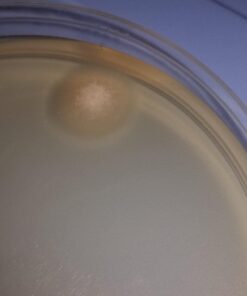 Backyard Morel Mushroom Growing Kit - MOREL HABITAT KIT ® 47 61IyOtZY4jL