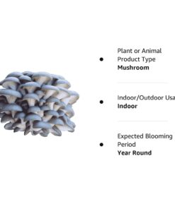 Organic Blue Oyster Mushroom Growing Kit 37 61JAX9F9WBL