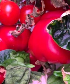 AeroGarden Sweet Bell Peppers Seed Pod Kit (9-pod) Tall Gardens Only Sweet Bell Pepper 41 61JJSDDWJ L