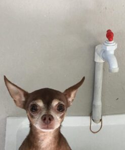 Davis Pramoxine Anti Itch Dog and Cat Creme Rinse, 12-Ounce, tan (DM158 12) 23 61JQALcW3L