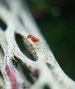 SunGrow Cholla Wood for Shrimps, Dried Husk of Cholla Cactus, Aquarium or Home Decor for Hermit Crabs, Pleco, 3 Pieces per Pack (3 Pieces, 6 inches) 38 61JUQ13TFL