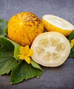 Lemon Cucumber Seeds for Planting,125+ Heirloom Seeds Per Packet, (Isla's Garden Seeds), Non GMO Seeds, Botanical Name: Cucumis sativus 'Lemon', Great Gift for Home Garden 15 61JV XlD0L