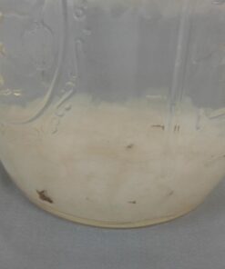 Cultures for Health Water Kefir Grains | DIY Fermented Probiotic Drink Powder for Stronger Gut Health | Heirloom Starter Makes Limitless Supply | Non-GMO Dairy Free Vegan Sparkling Water with Enzymes 0.19 Ounce (Pack of 1) 37 61JXFNfmGRL