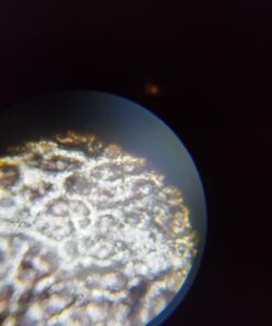 AmScope M162C-2L-PB10-WM-SP14-50P100S 40X-1000X Beginners Microscope Kit for Kids & Students w/Complete Science Accessory Kit + World of The Microscope Book 64 61JYsaN8BVL 1