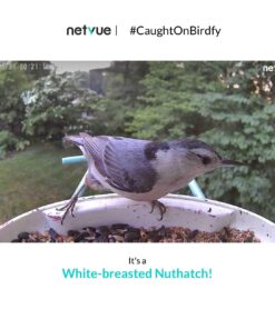 NETVUE Birdfy AI - Smart Bird Feeder with Camera + Solar Panel, Free AI Forever, Auto Capture & Identify 6000+ Bird Species, Bird Videos for Birdwatching, Ideal Gift for Bird Lover Solar Blue 41 61JZqoFY6LL