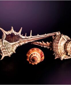 Sea Shells Mixed Beach Seashells - Various Sizes up to 2" Shells -Bag of Approx. 50 Seashells Seashells1 39 61JkLOxZDwL