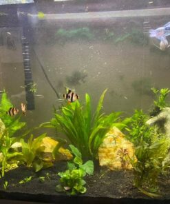 API LEAF ZONE Freshwater Aquarium Plant Fertilizer 18-Ounce Bottle White 16oz 43 61JpLXtCLeL 1