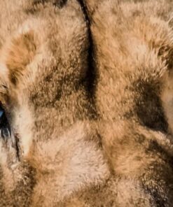 Sigma 150-600mm 5-6.3 Sports DG OS HSM Lens for Canon Canon SLR Mount US Version 106 61JtYm042ML