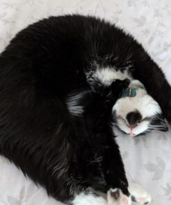 PetAg KMR Kitten Milk Replacer Powder - Prebiotics and Probiotics for Newborn to 6 Week - 12 oz Powdered Drink Mix 12 Ounce (Pack of 1) 34 61Jvnw0QXtL