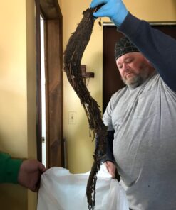 Root Destroyer – 2lbs- Root Killer for Sewer & Pipe Lines- Stops New Growth – Safe for All Plumbing 14 61Jx02KEbyL