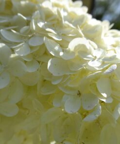 52MM 0.43x Altura Photo Professional HD Wide Angle Lens (w/Macro Portion) for Nikon D7100 D7000 D5500 D5300 D5200 D5100 D3300 D3200 D3100 D3000 DSLR Cameras 52MM 41 61JyDDE5Z2L