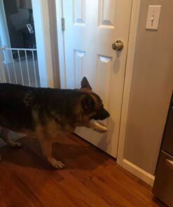 Dingo Twist Sticks Rawhide Chews, Made With Real Chicken, 50 Count 50 Count (Pack of 1) 1 pack 19 61K1odVmhRL