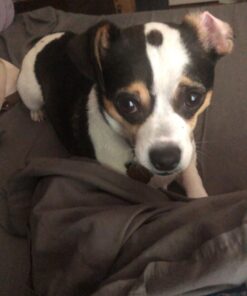 PetArmor for Dogs, Flea and Tick Treatment for Small Dogs (5-22 Pounds), Includes 3 Month Supply of Topical Flea Treatments 3 Count 5-22 lbs 34 61K4BHObotL