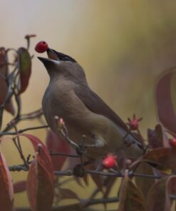 Nikon AF-S FX NIKKOR 600mm f/4E FL ED Vibration Reduction Fixed Zoom Lens with Auto Focus for Nikon DSLR Cameras 21 61K6fug uPL