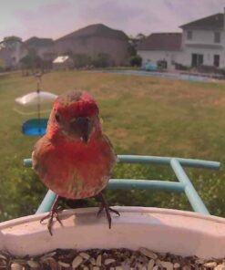 NETVUE Birdfy AI - Smart Bird Feeder with Camera, Free AI Forever, Auto Capture & Identify 6000+ Bird Species, Bird Videos for Birdwatching, Ideal Gift for Bird Lover Blue 43 61K6q4 4JaL 1