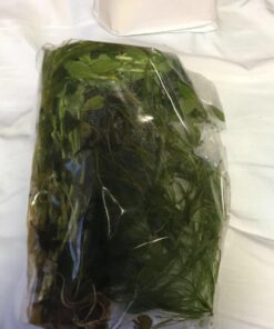 6 Plant Species Live Aquatic Plants Package - Microsorum Java Fern, Amazon, Moneywort and More! 41 61K70cOgruL